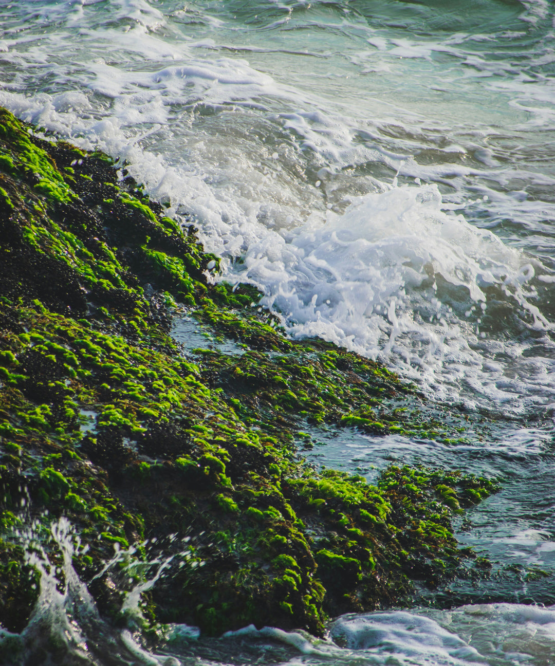 How Sea Moss Can Boost Your Immune System