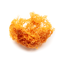 Irish Sea Moss