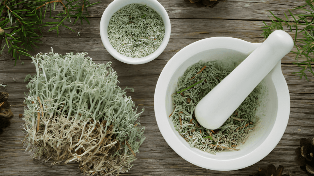 Historical Uses of Sea Moss and Bladderwrack in Traditional Medicine