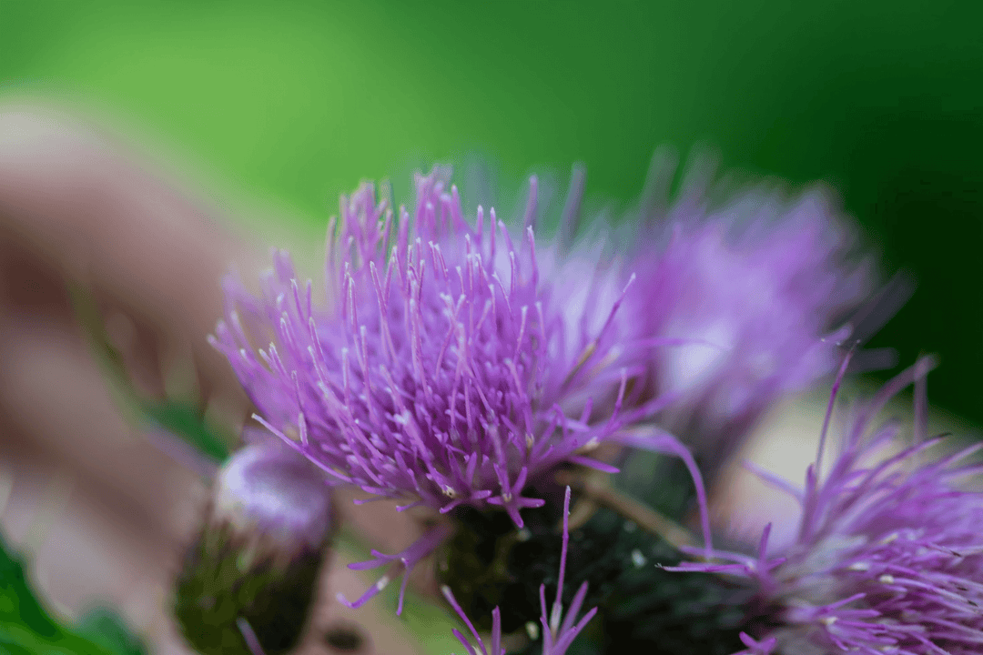 Burdock Root for Liver Health: How It Helps Detoxify Your Body